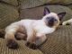 Mixed Cats for sale in Bedford, PA 15522, USA. price: NA