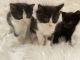 Mixed Cats for sale in Westfield, MA 01085, USA. price: NA