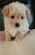 Mixed Puppies for sale in Hollister, CA 95023, USA. price: $1,000