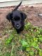 Mixed Puppies for sale in Ludington, MI 49431, USA. price: $250