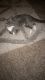 Mixed Cats for sale in Wichita, KS, USA. price: NA