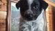 Mixed Puppies for sale in Mountain Home, ID 83647, USA. price: $200