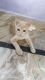 Mixed Cats for sale in Madannapet Colony, Hyderabad, Telangana, India. price: 100 INR