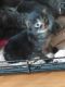 Mixed Cats for sale in Columbia, SC, USA. price: NA