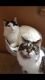 Mixed Cats for sale in Montoursville, PA, USA. price: NA