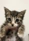 Mixed Cats for sale in Stamford, CT 06903, USA. price: NA