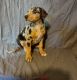 Mixed Puppies for sale in CLEARLAKE OKS, CA 95423, USA. price: NA