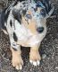 Mixed Puppies for sale in CLEARLAKE OKS, CA 95423, USA. price: NA
