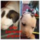 Mixed Puppies for sale in Carbondale, IL 62902, USA. price: $25