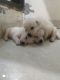 Mixed Puppies for sale in Ludhiana, Punjab, India. price: NA