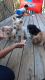 Mixed Puppies for sale in Hartford, CT, USA. price: $1,500