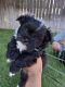 Mixed Puppies for sale in Nampa, ID, USA. price: $800