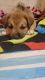Mixed Puppies for sale in Idaho Falls, ID, USA. price: $350
