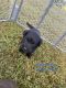Mixed Puppies for sale in La Plata, MD 20646, USA. price: NA