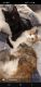 Mixed Cats for sale in Salem, WI 53168, USA. price: $150