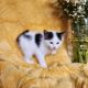 Mixed Cats for sale in Newtown Square, PA 19073, USA. price: NA