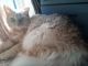 Mixed Cats for sale in St. Augustine, FL, USA. price: NA