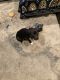 Mixed Puppies for sale in Glendale Heights, IL, USA. price: $250