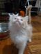 Mixed Cats for sale in 219 Sullivan Pl, Brooklyn, NY 11225, USA. price: NA
