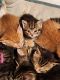 Mixed Cats for sale in Milford, NH 03055, USA. price: NA