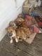 Mixed Puppies for sale in Andalusia, AL, USA. price: $50