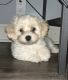 Mixed Puppies for sale in Malta, IL 60150, USA. price: $850