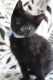 Mixed Cats for sale in Oak Grove, MN, USA. price: NA