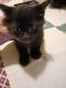 Mixed Cats for sale in Owatonna, MN, USA. price: NA