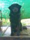 Mixed Puppies for sale in Kolenchery, Kerala, India. price: NA