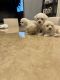 Mixed Puppies for sale in Chicago, IL, USA. price: $500