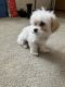 Mixed Puppies for sale in Minot, ND, USA. price: NA