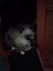 Mixed Cats for sale in Nashua, NH, USA. price: NA