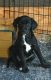 Mixed Puppies for sale in Cobden, IL 62920, USA. price: $75