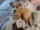 Mixed Puppies for sale in Utica, MI, USA. price: NA