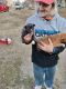 Mixed Puppies for sale in Kansas City, KS 66102, USA. price: NA