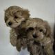 Mixed Puppies for sale in Chicago, IL, USA. price: $1,400