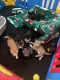 Mixed Cats for sale in Battle Creek, MI, USA. price: NA