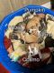 Mixed Puppies for sale in Peoria, IL, USA. price: NA