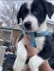 Mixed Puppies for sale in Mountain Home, ID 83647, USA. price: $125