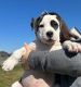 Mixed Puppies for sale in Abbotsford, BC, Canada. price: NA