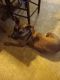 Mixed Puppies for sale in Wetumpka, AL, USA. price: $50