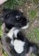 Mixed Puppies for sale in Fultondale, AL, USA. price: NA