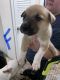 Mixed Puppies for sale in Birmingham, AL, USA. price: $100