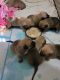 Mixed Puppies for sale in Montgomery, AL, USA. price: NA