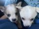 Mixed Puppies for sale in Alexander City, AL, USA. price: $500