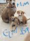 Mixed Puppies for sale in La Vernia, TX 78121, USA. price: NA