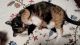 Mixed Cats for sale in Appleton, WI, USA. price: $92,044,200