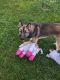 Mixed Puppies for sale in 1425 Kingsley Rd, Havertown, PA 19083, USA. price: $250