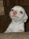 Mixed Puppies for sale in Quinlan, TX 75474, USA. price: $300
