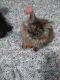 Mixed Cats for sale in Downs, KS 67437, USA. price: NA